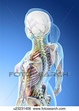 Female anatomy, computer illustration. View Large Photo Image Stock Photograph - Female anatomy, computer illustration.. Fotosearch