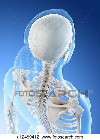 Female back anatomy, computer illustration. View Large Photo Image Stock Image - Female back anatomy, computer illustration.. Fotosearch