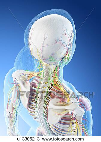 Stock Image - Female back anatomy, computer illustration.. Fotosearch