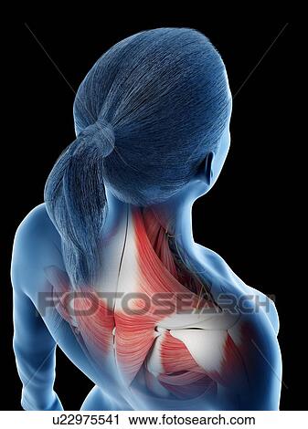 Female back anatomy, computer illustration. View Large Photo Image Stock Image - Female back anatomy, computer illustration.. Fotosearch