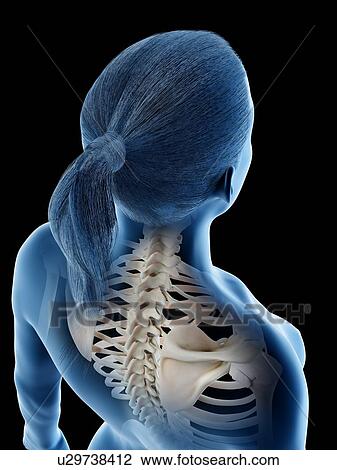 Female back anatomy, computer illustration. View Large Photo Image Stock Image - Female back anatomy, computer illustration.. Fotosearch