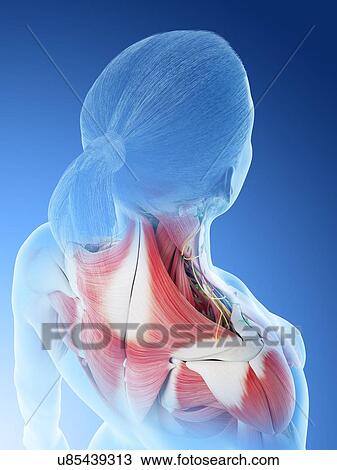 Female back anatomy, computer illustration. View Large Photo Image Stock Image - Female back anatomy, computer illustration.. Fotosearch
