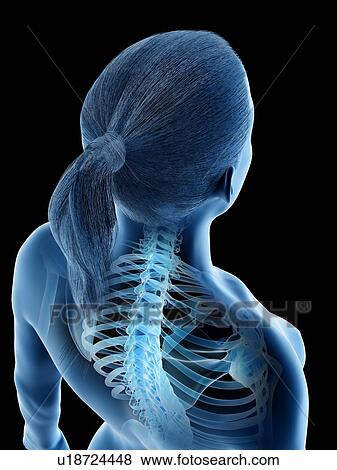 Female back anatomy, computer illustration. View Large Photo Image Stock Photo - Female back anatomy, computer illustration.. Fotosearch