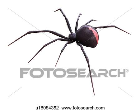 Stock Image - Female black widow spider, illustration. Fotosearch