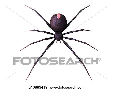 Stock Photo - Female black widow spider, illustration. Fotosearch