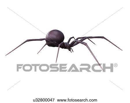 Stock Photo - Female black widow spider, illustration. Fotosearch