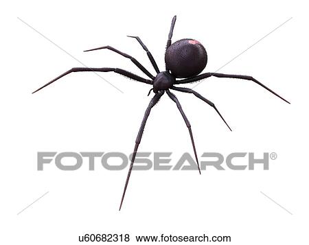 Female black widow spider, illustration View Large Photo Image Stock Photo - Female black widow spider, illustration. Fotosearch