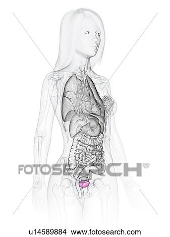 Picture - Female bladder, illustration. Fotosearch