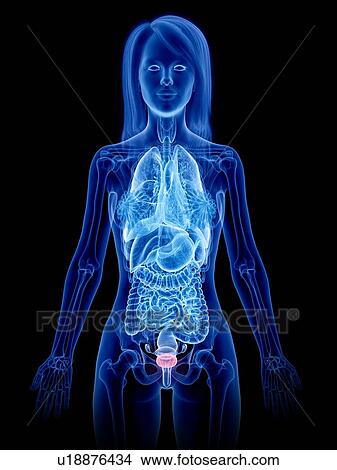 Picture - Female bladder, illustration. Fotosearch