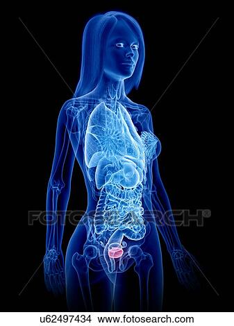 Female bladder, illustration View Large Photo Image Picture - Female bladder, illustration. Fotosearch