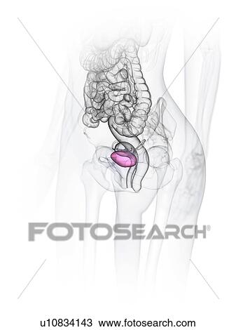 Female bladder, illustration View Large Photo Image Stock Image - Female bladder, illustration. Fotosearch
