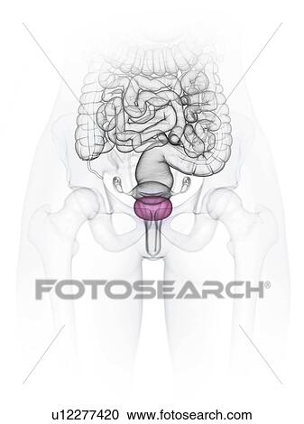 Stock Image - Female bladder, illustration. Fotosearch