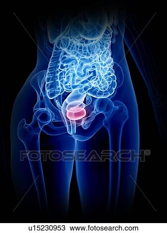 Stock Image - Female bladder, illustration. Fotosearch