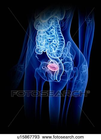 Female bladder, illustration View Large Photo Image Stock Image - Female bladder, illustration. Fotosearch
