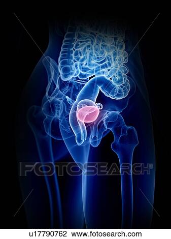 Female bladder, illustration View Large Photo Image Stock Image - Female bladder, illustration. Fotosearch