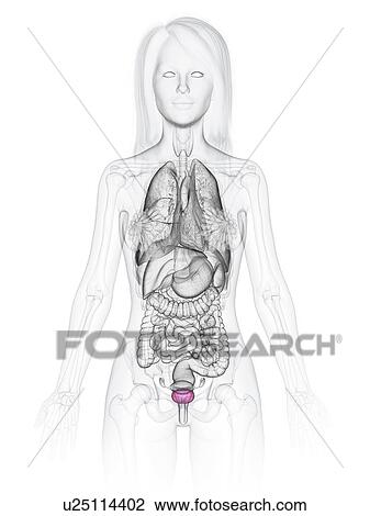 Female bladder, illustration View Large Photo Image Stock Image - Female bladder, illustration. Fotosearch