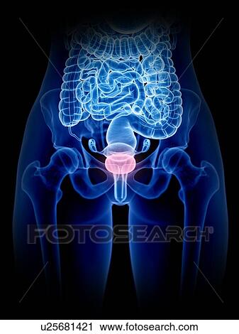 Stock Image - Female bladder, illustration. Fotosearch