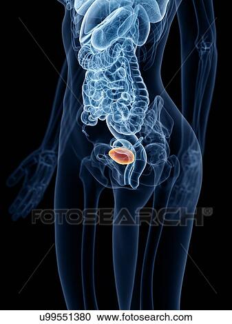Female bladder, illustration View Large Photo Image Stock Image - Female bladder, illustration. Fotosearch