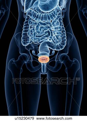 Stock Photo - Female bladder, illustration. Fotosearch