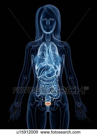 Female bladder, illustration View Large Photo Image Stock Photo - Female bladder, illustration. Fotosearch