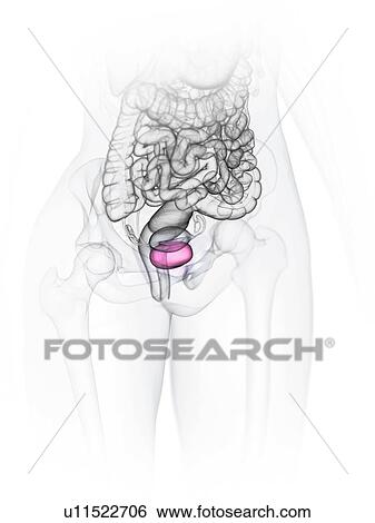 Stock Photograph - Female bladder, illustration. Fotosearch