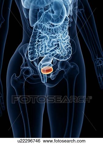Stock Photograph - Female bladder, illustration. Fotosearch