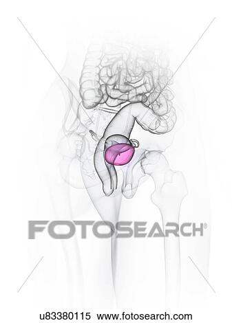 Female bladder, illustration View Large Photo Image Stock Photography - Female bladder, illustration. Fotosearch