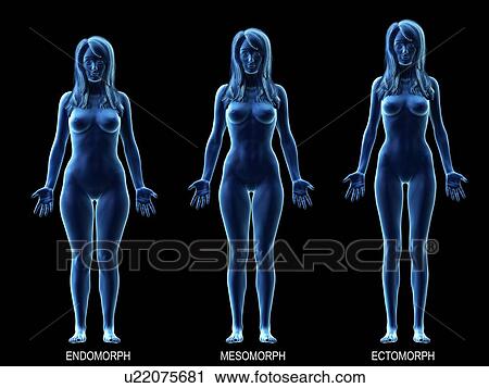 Stock Image - Female body types, computer illustration.. Fotosearch