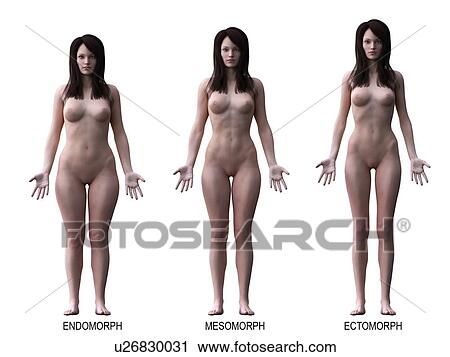 Female body types, computer illustration. View Large Photo Image Stock Image - Female body types, computer illustration.. Fotosearch