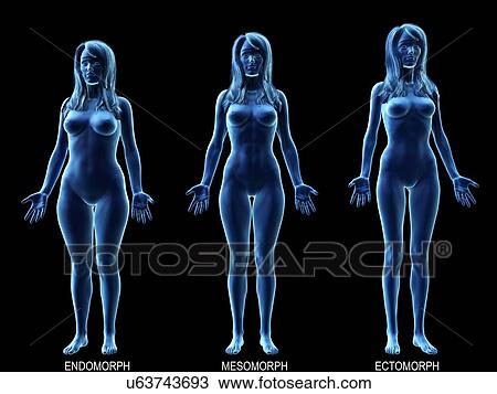 Female body types, computer illustration. View Large Photo Image Stock Image - Female body types, computer illustration.. Fotosearch