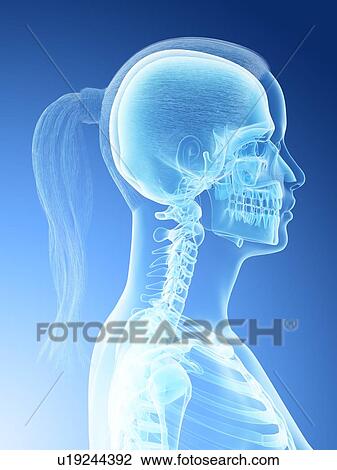 Female head and neck anatomy, computer illustration. View Large Photo Image Stock Image - Female head and neck anatomy, computer illustration.. Fotosearch
