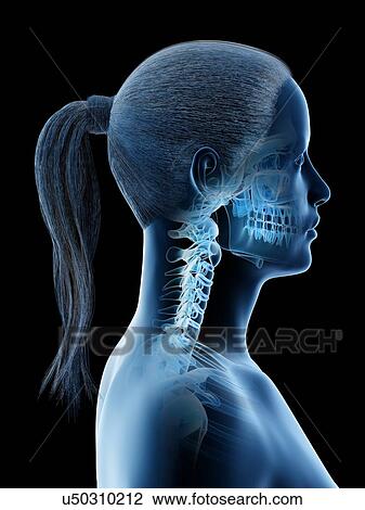 Stock Image - Female head and neck anatomy, computer illustration.. Fotosearch