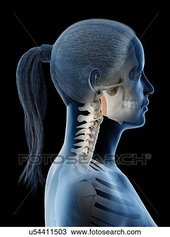 Stock Image - Female head and neck anatomy, computer illustration.. Fotosearch