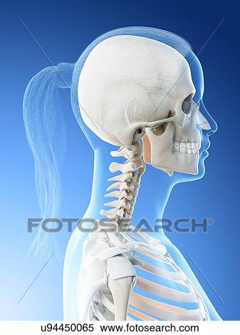 Stock Photography - Female head and neck anatomy, computer illustration.. Fotosearch