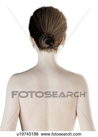 Stock Photo - Female head, illustration. Fotosearch