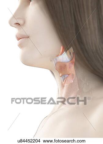 Picture - Female larynx, illustration. Fotosearch