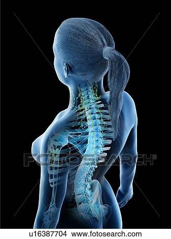 Female lymphatic system, computer illustration. View Large Photo Image Picture - Female lymphatic system, computer illustration.. Fotosearch