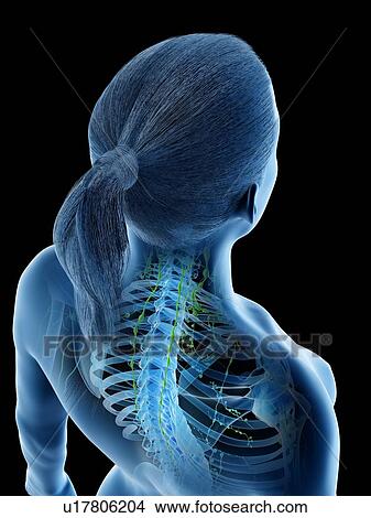 Female lymphatic system, computer illustration. View Large Photo Image Picture - Female lymphatic system, computer illustration.. Fotosearch
