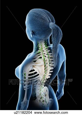Female lymphatic system, computer illustration. View Large Photo Image Picture - Female lymphatic system, computer illustration.. Fotosearch