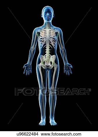 Female lymphatic system, computer illustration. View Large Photo Image Picture - Female lymphatic system, computer illustration.. Fotosearch