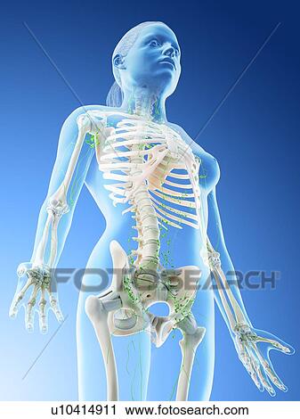 Female lymphatic system, computer illustration. View Large Photo Image Stock Image - Female lymphatic system, computer illustration.. Fotosearch
