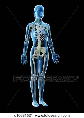Stock Image - Female lymphatic system, computer illustration.. Fotosearch