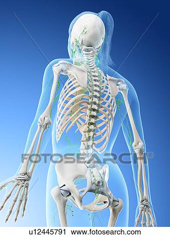 Female lymphatic system, computer illustration. View Large Photo Image Stock Image - Female lymphatic system, computer illustration.. Fotosearch
