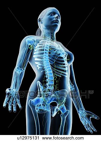 Female lymphatic system, computer illustration. View Large Photo Image Stock Image - Female lymphatic system, computer illustration.. Fotosearch