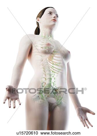 Stock Image - Female lymphatic system, computer illustration.. Fotosearch