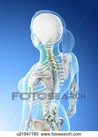 Female lymphatic system, computer illustration. View Large Photo Image Stock Image - Female lymphatic system, computer illustration.. Fotosearch