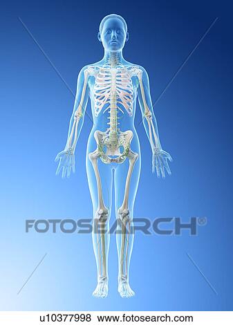 Stock Photo - Female lymphatic system, computer illustration.. Fotosearch