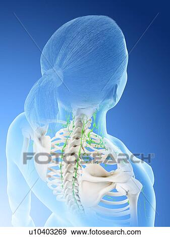 Stock Photo - Female lymphatic system, computer illustration.. Fotosearch
