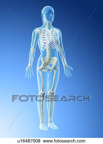 Stock Photo - Female lymphatic system, computer illustration.. Fotosearch