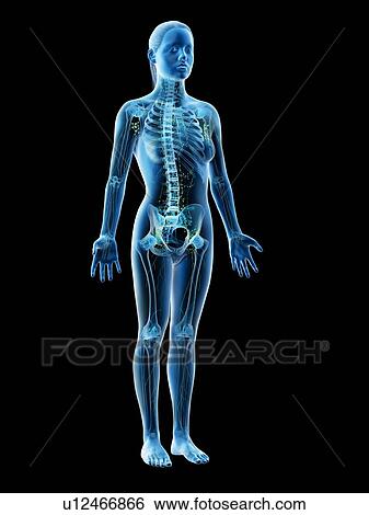 Stock Photograph - Female lymphatic system, computer illustration.. Fotosearch
